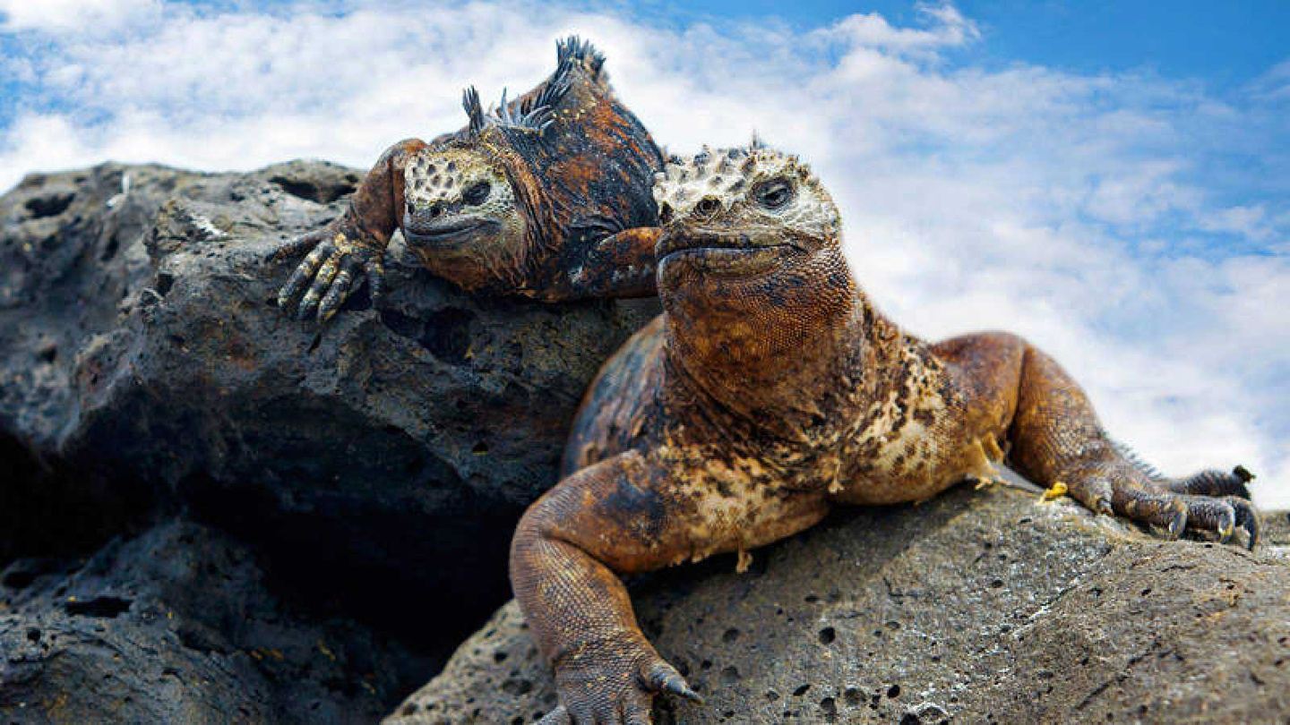 GALAPAGOS 4D/ 3N LAND TOUR - 1 ISLA