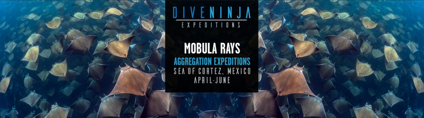 Mobula Ray Expeditions - 5 days - Conservation Expedition (copy) (copy)