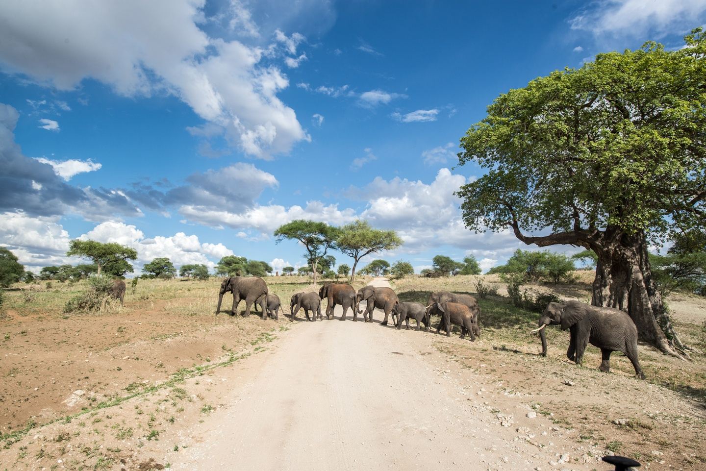 TANZANIA & ZANZIBAR: The Big 5 & Beach Vibes