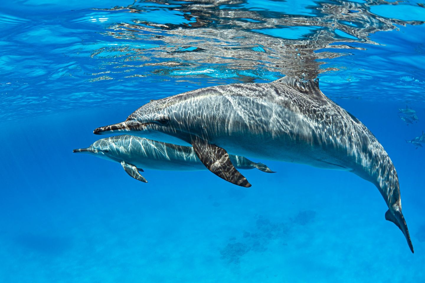 Swimming with the Dolphins & Yoga Retreat!