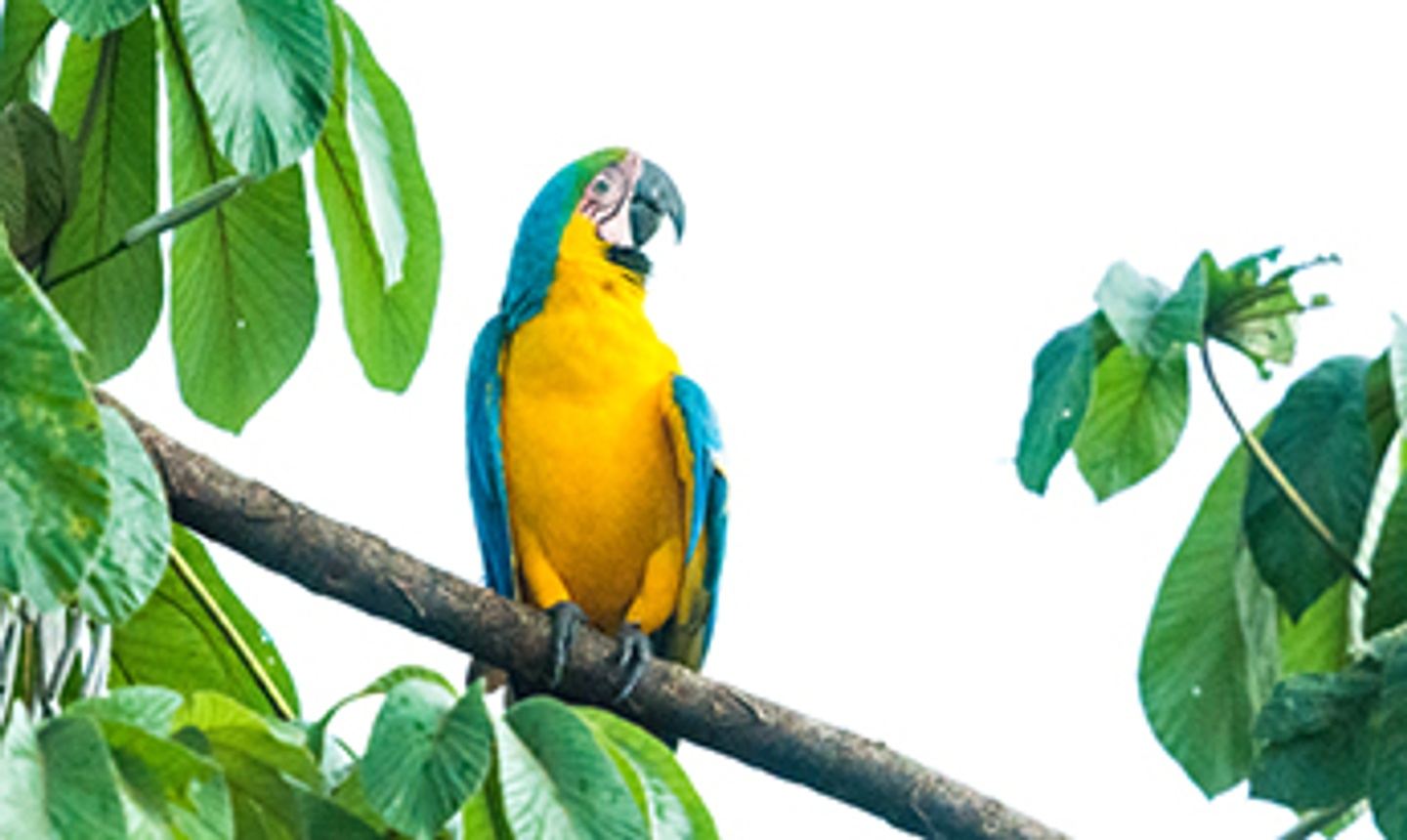 Amazon birding and photography tour