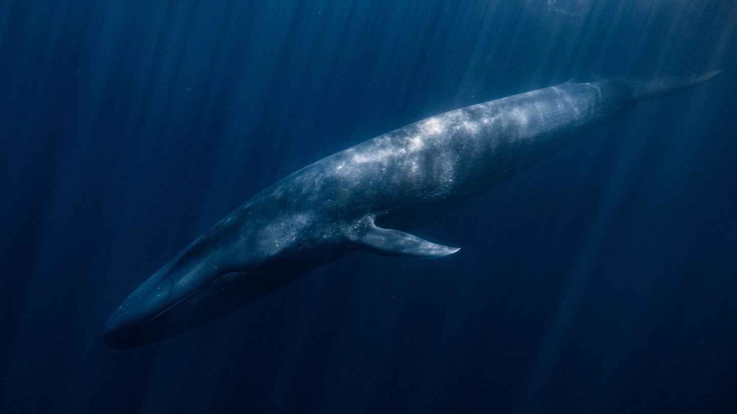 Swim with Blue Whales - Timor Leste, November 2023 in East Timor