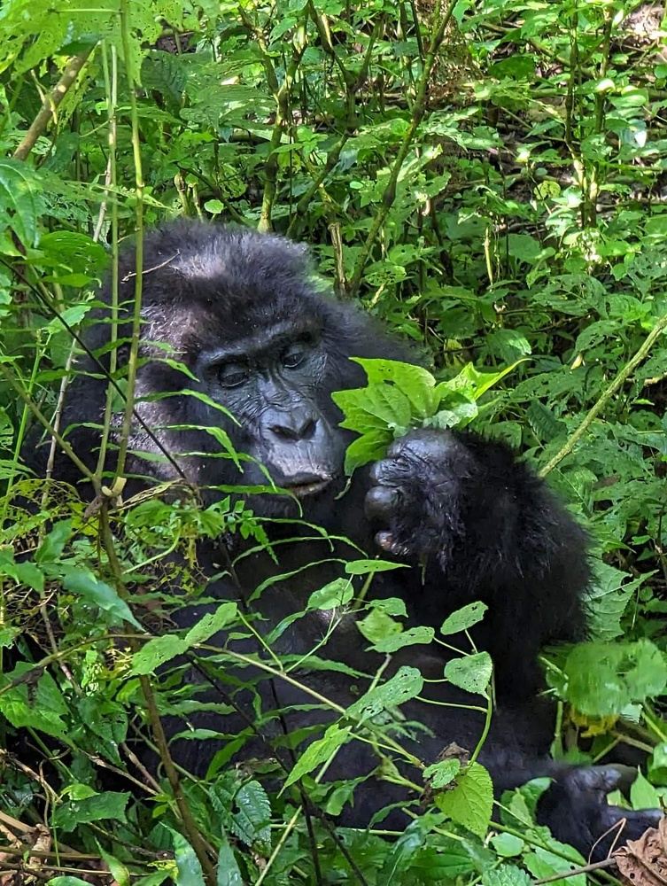 4 Day Gorilla & Golden Monkey Safari