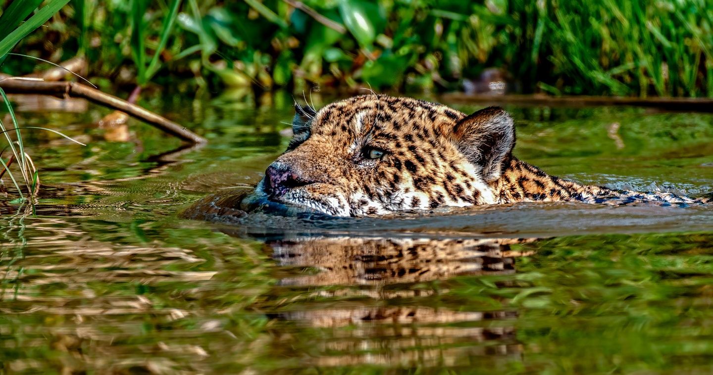 Jaguar Encounter - Pantanal - Brazil