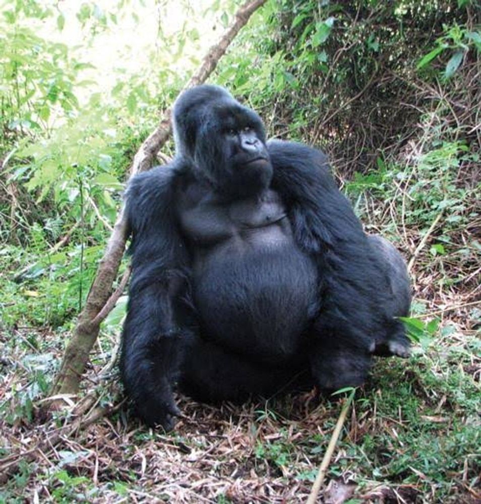 3 Days 2 Nights Uganda Gorilla Safari