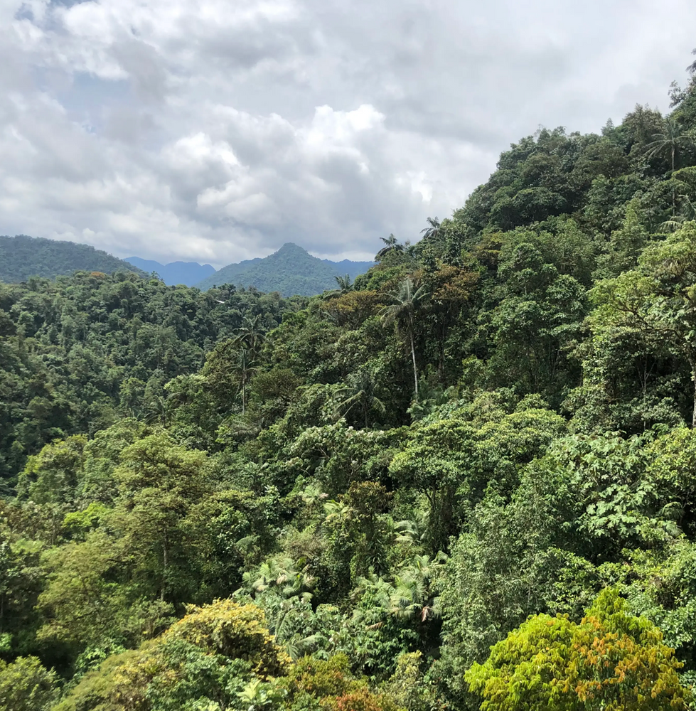 Mindo Cloud Forest Private Tour