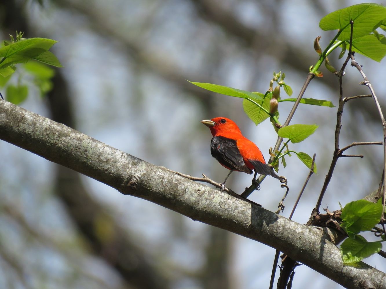 Blue Ridge Birding - May '24