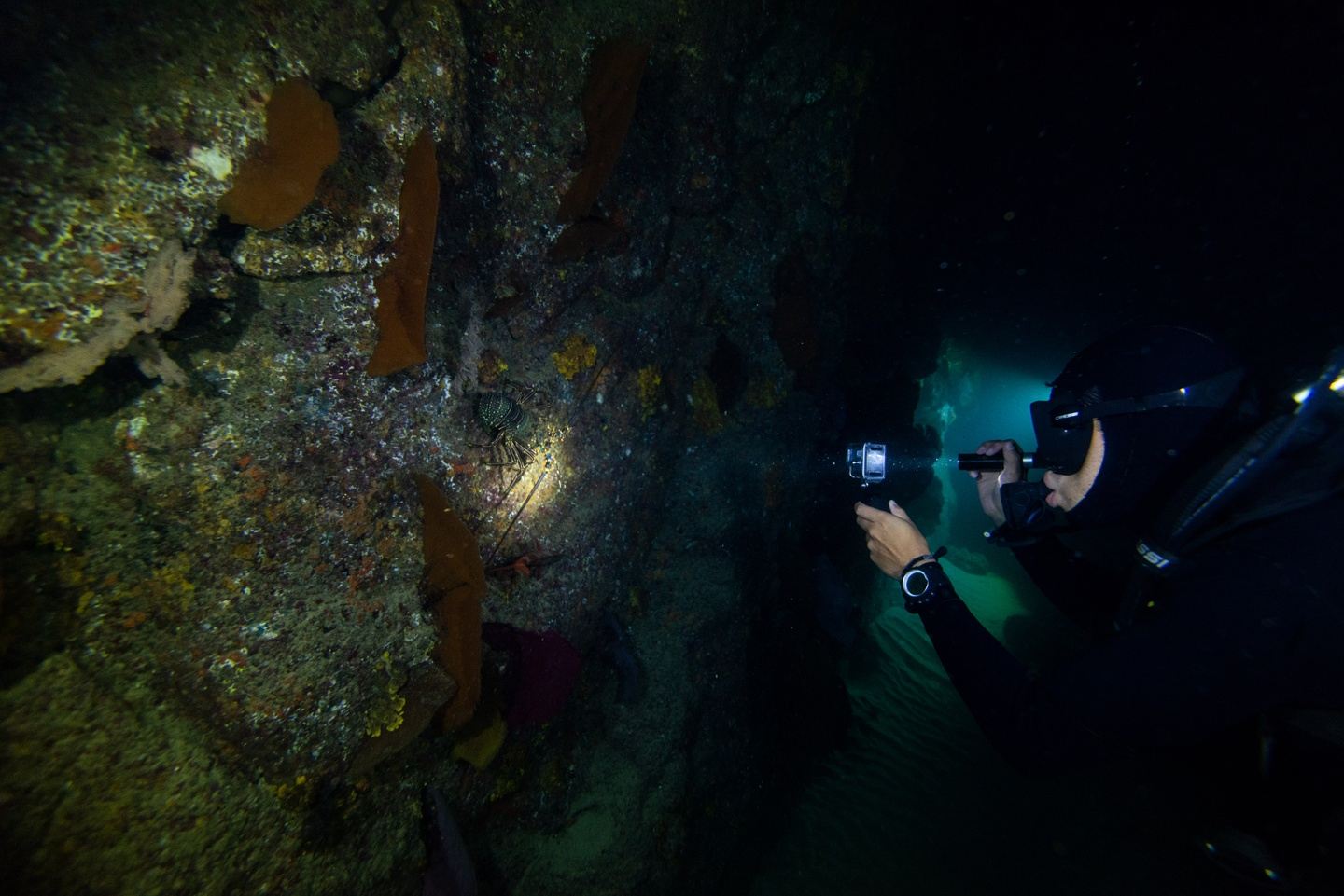 Night Diving in Los Cabos in cabo san lucas, mexico