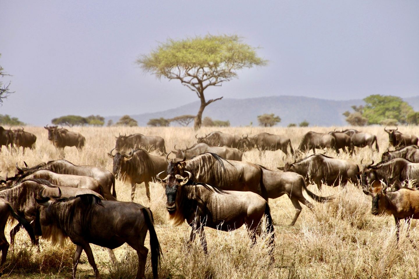 3 days Serengeti and Ngorongoro crater private safari