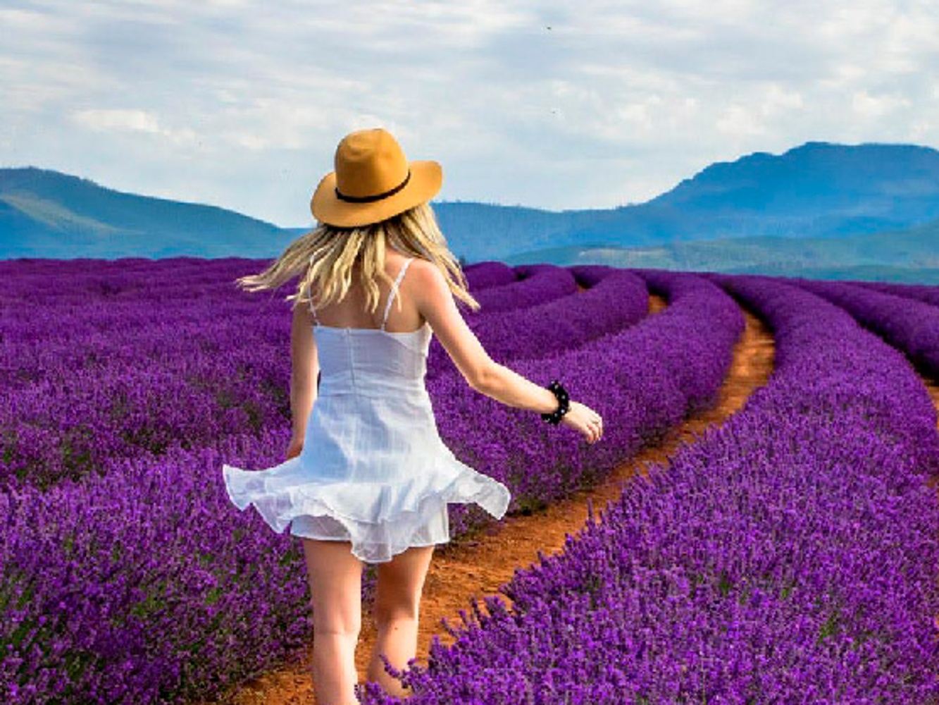The Lavender Trail