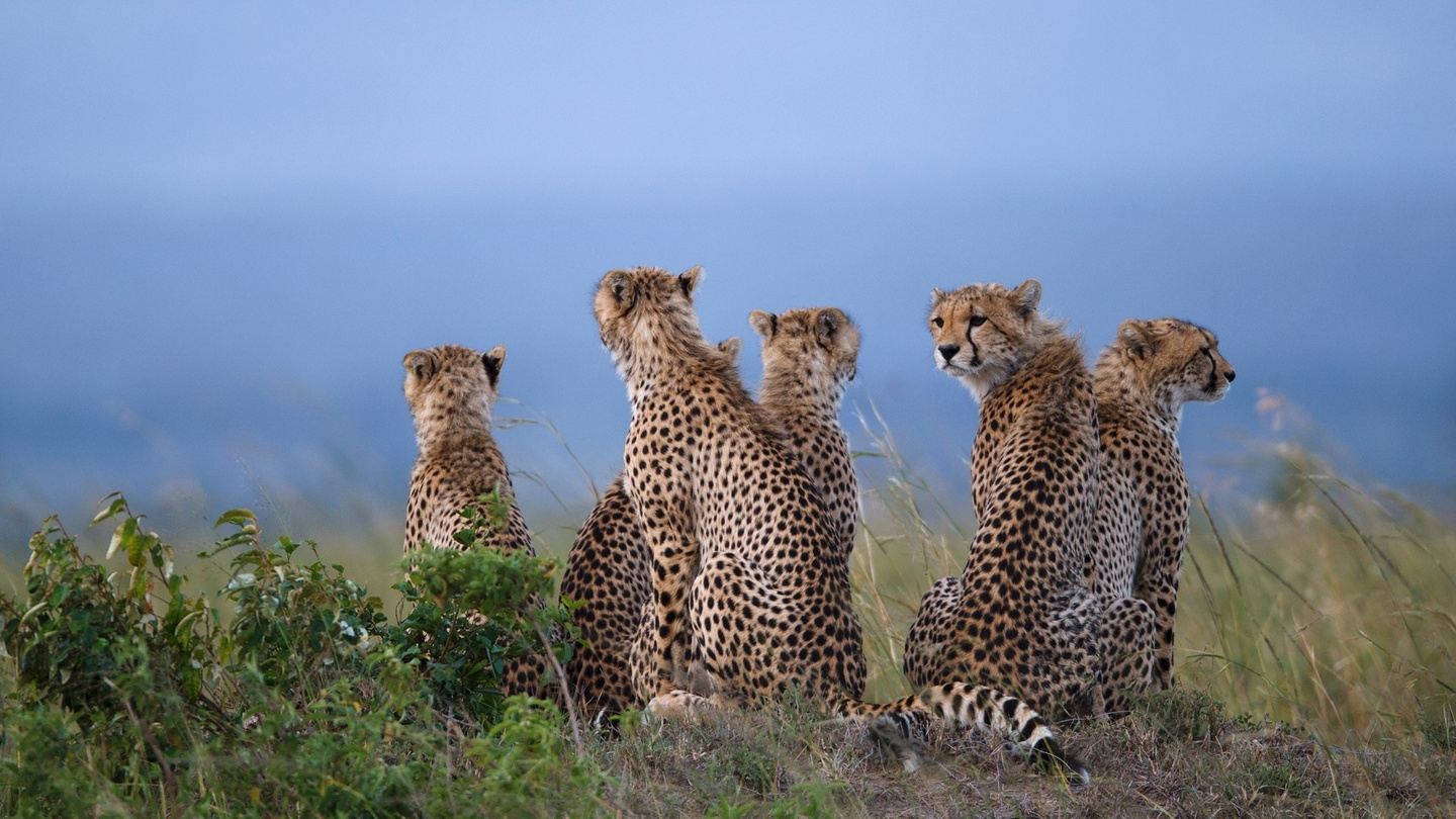 Sacred Wisdom Journeys - 12 Days Kenya Wildlife & Cultural Safari