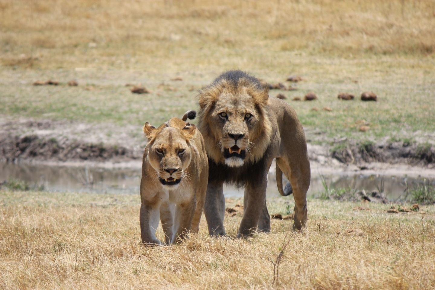 10 Day Botswana - Mind the Lions