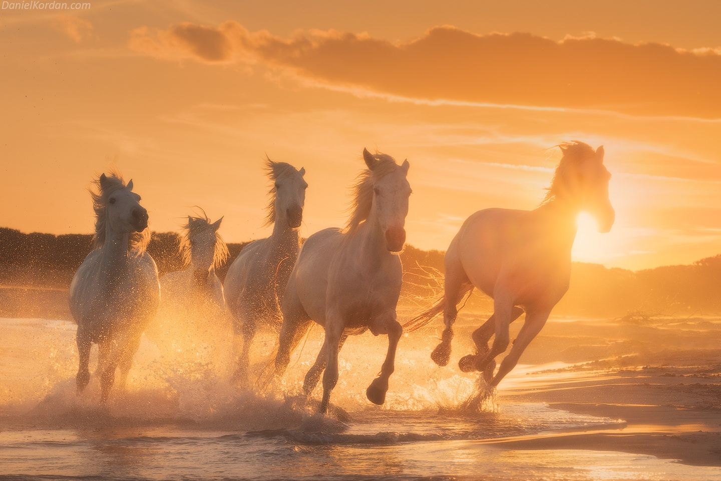 White Horses of Camargue