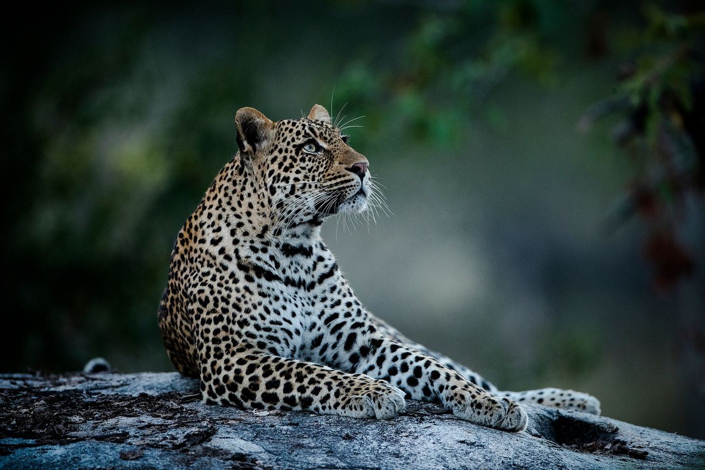 Kenya – Life Of Predators Photo Safari 2024 (A.Wood)