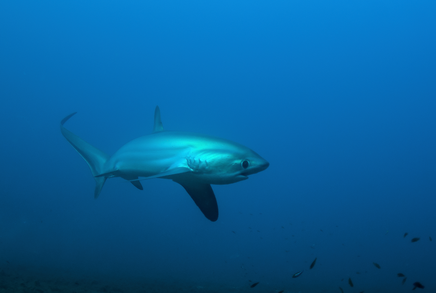 Thresher Shark Ladies Expedition