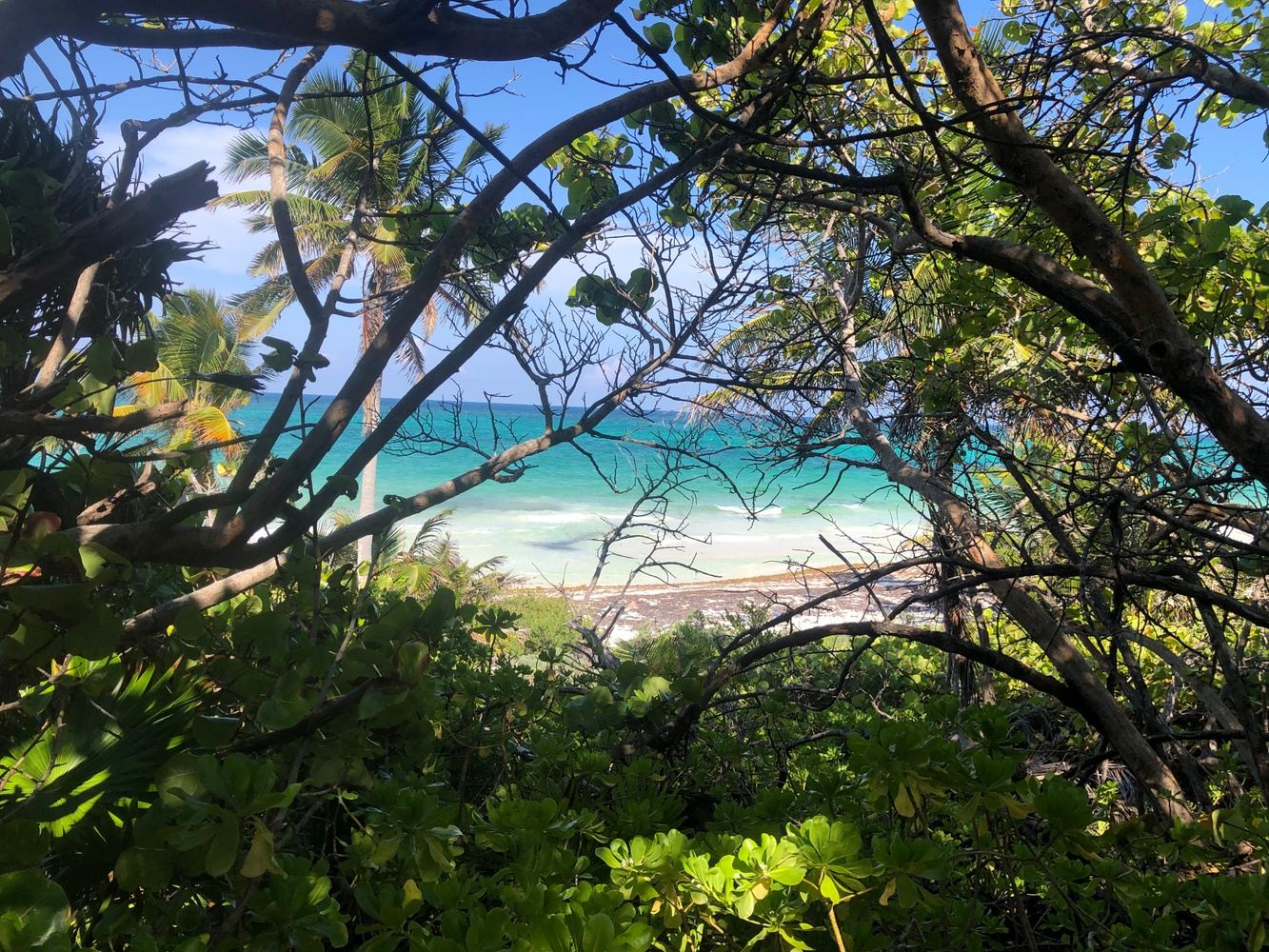 Toad Medicine in Tulum