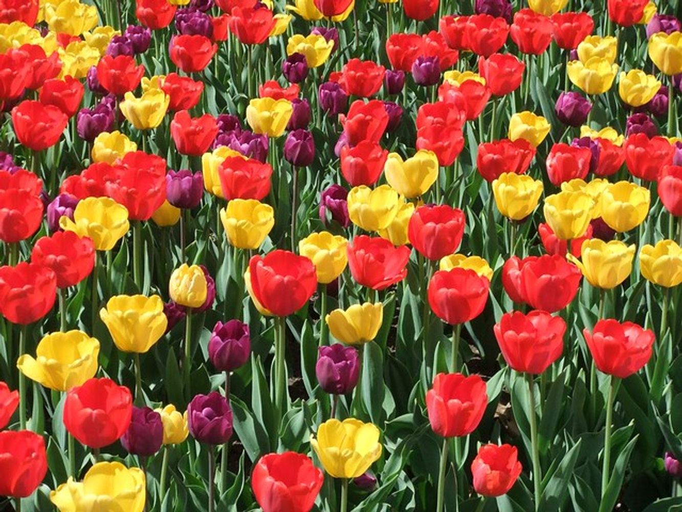 2024 Oregon Tulips, Wine, and Whales