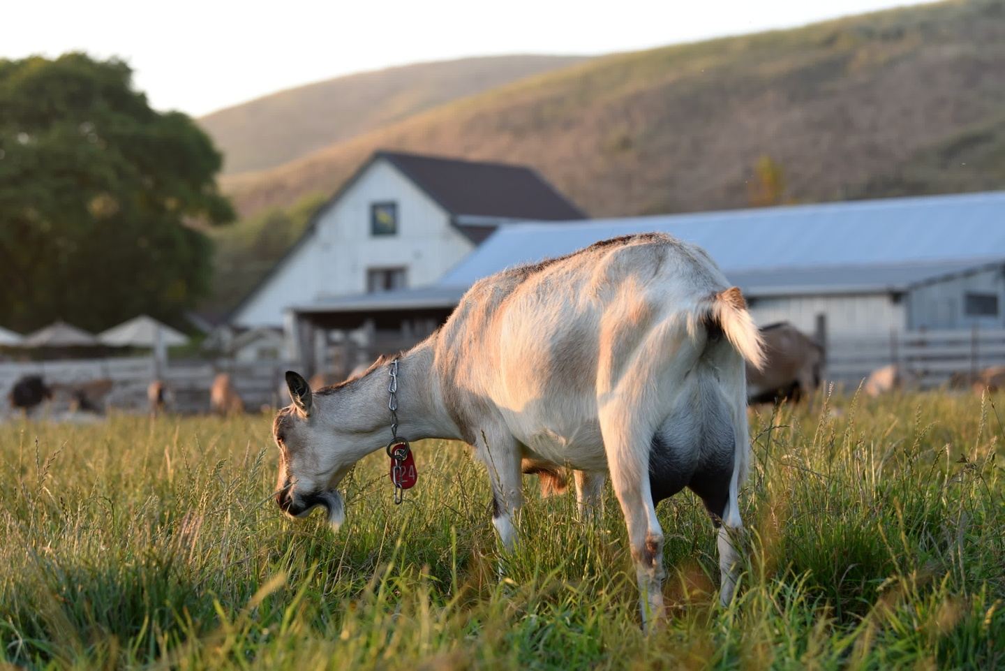 One Day Yoga Retreat at Harley Farms