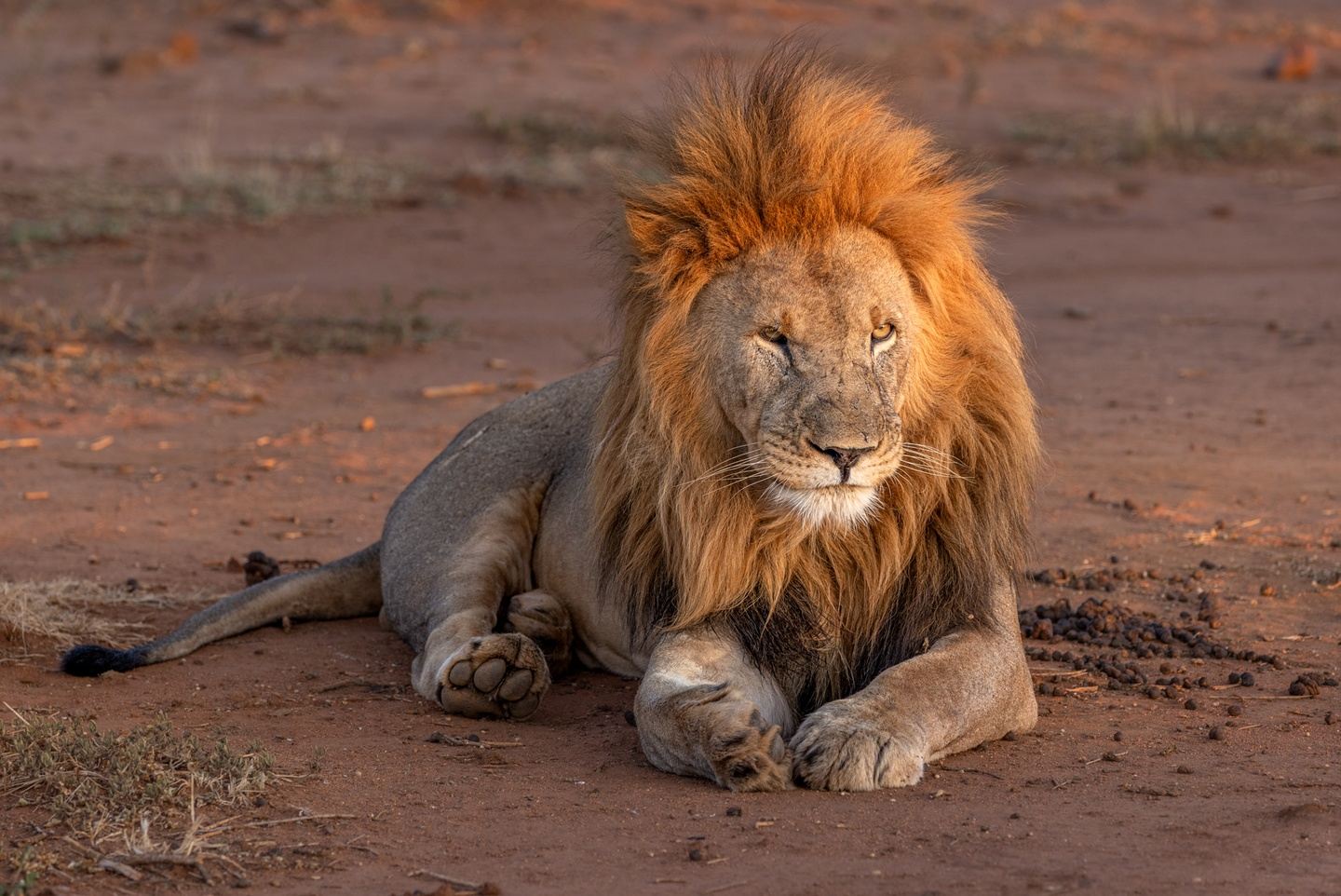 Madikwe Photographic Safari May 2025