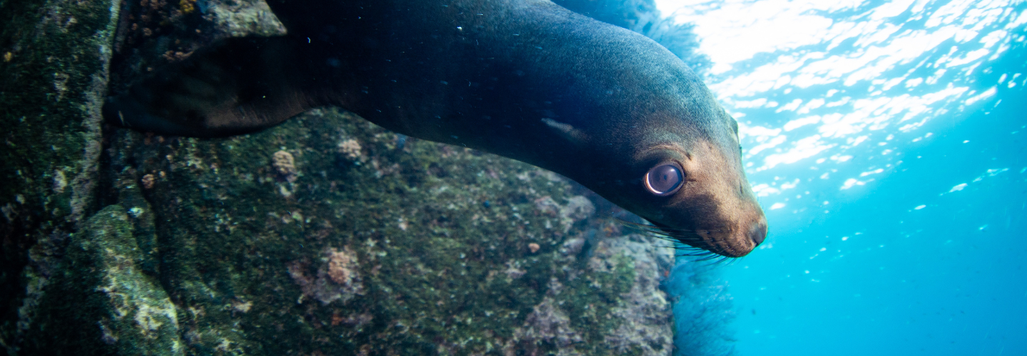 Sea of Cortez Liveaboard