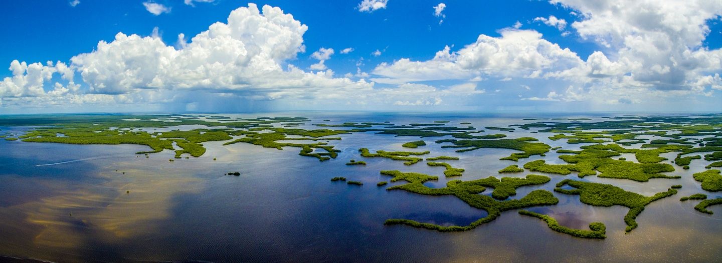 Palms, Pines, and the River of Grass: The Everglades and South Florida