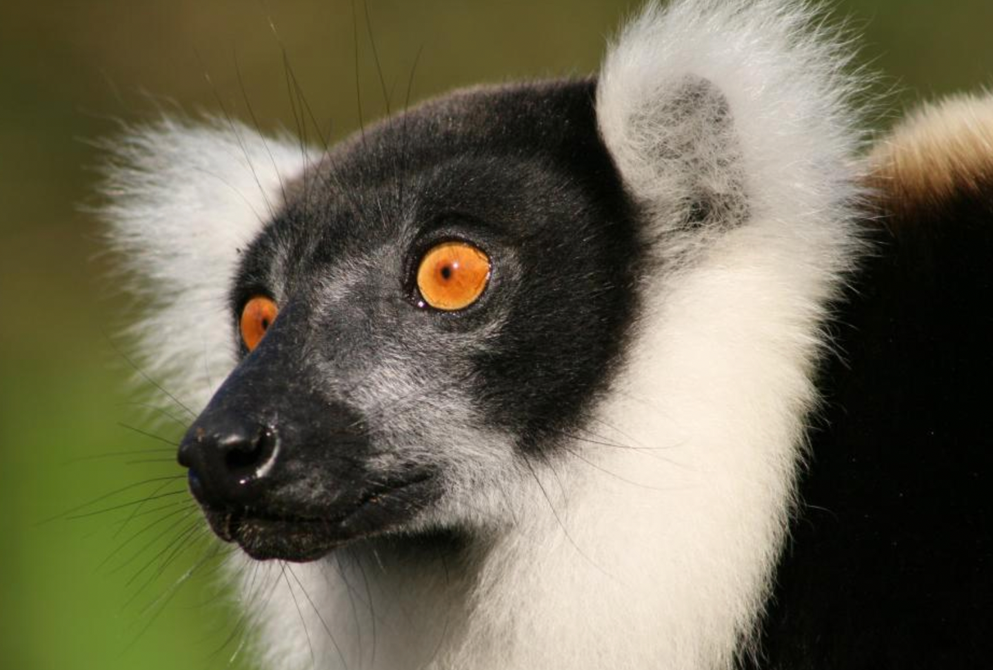 Madagascar: Expedition to the Land that Time Forgot