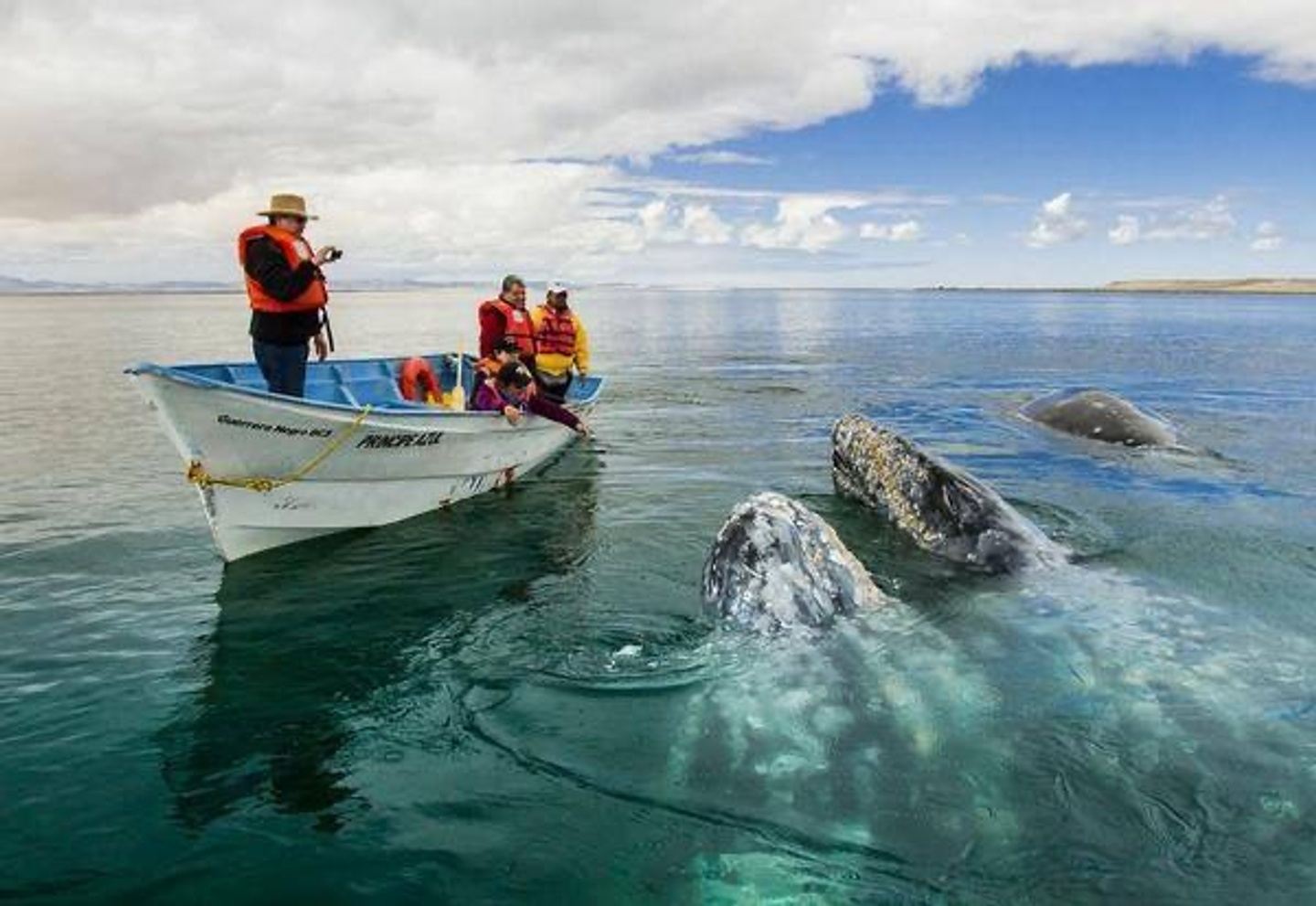 The Friendly Grey Whales of Baja!