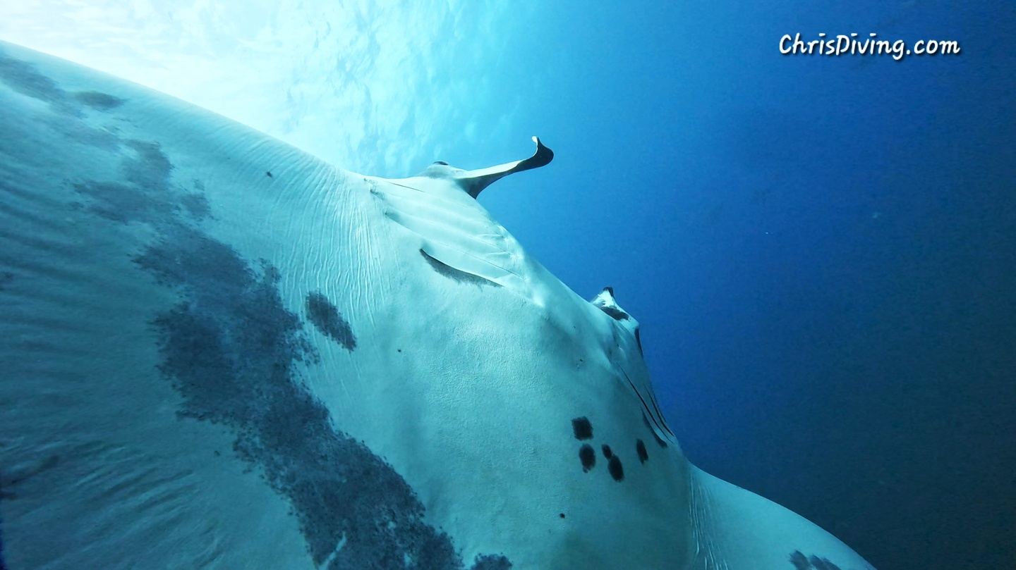 Fun dive Catalinas Island