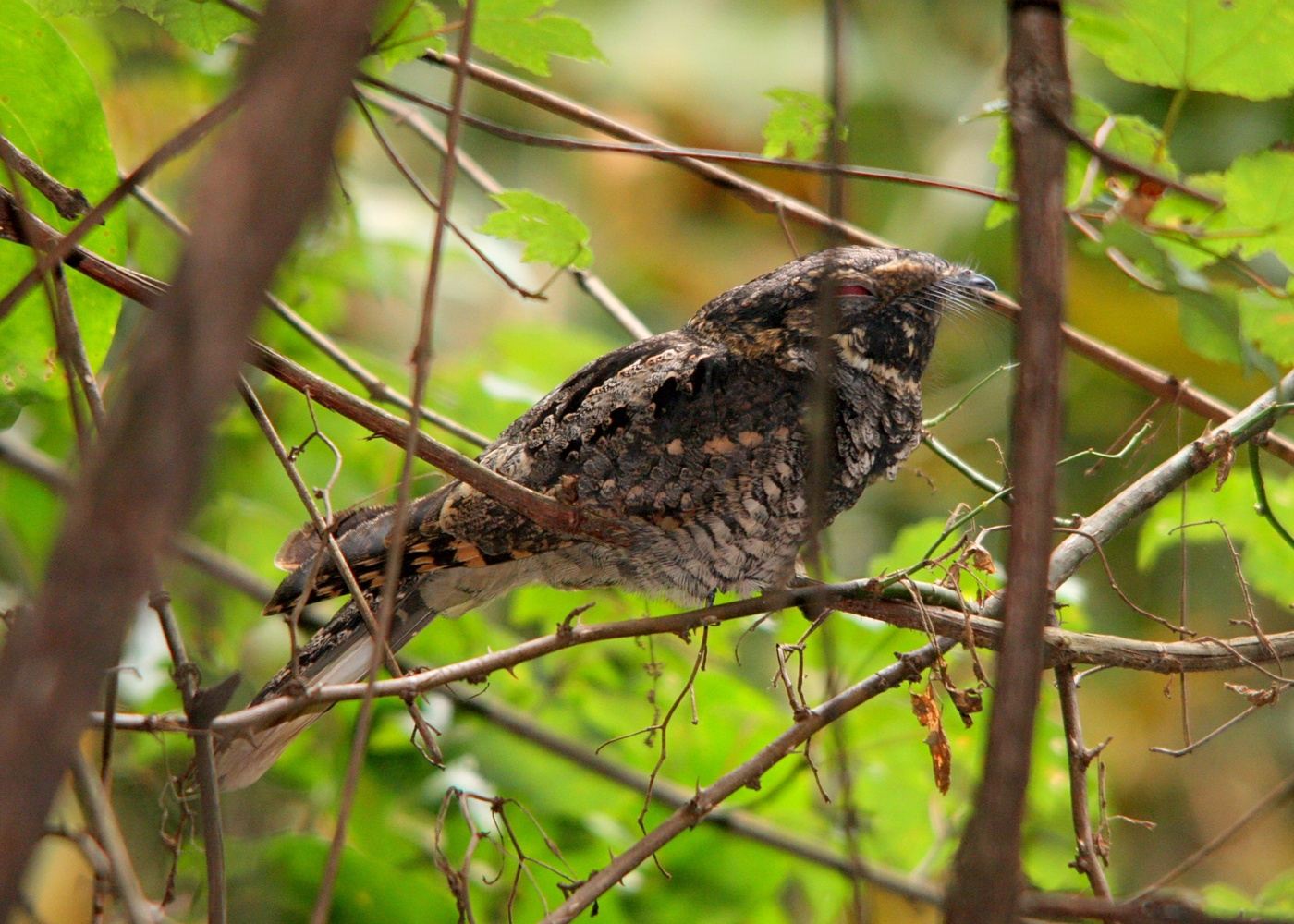 Summer Eve's Birding in Saluda, NC 28773, USA