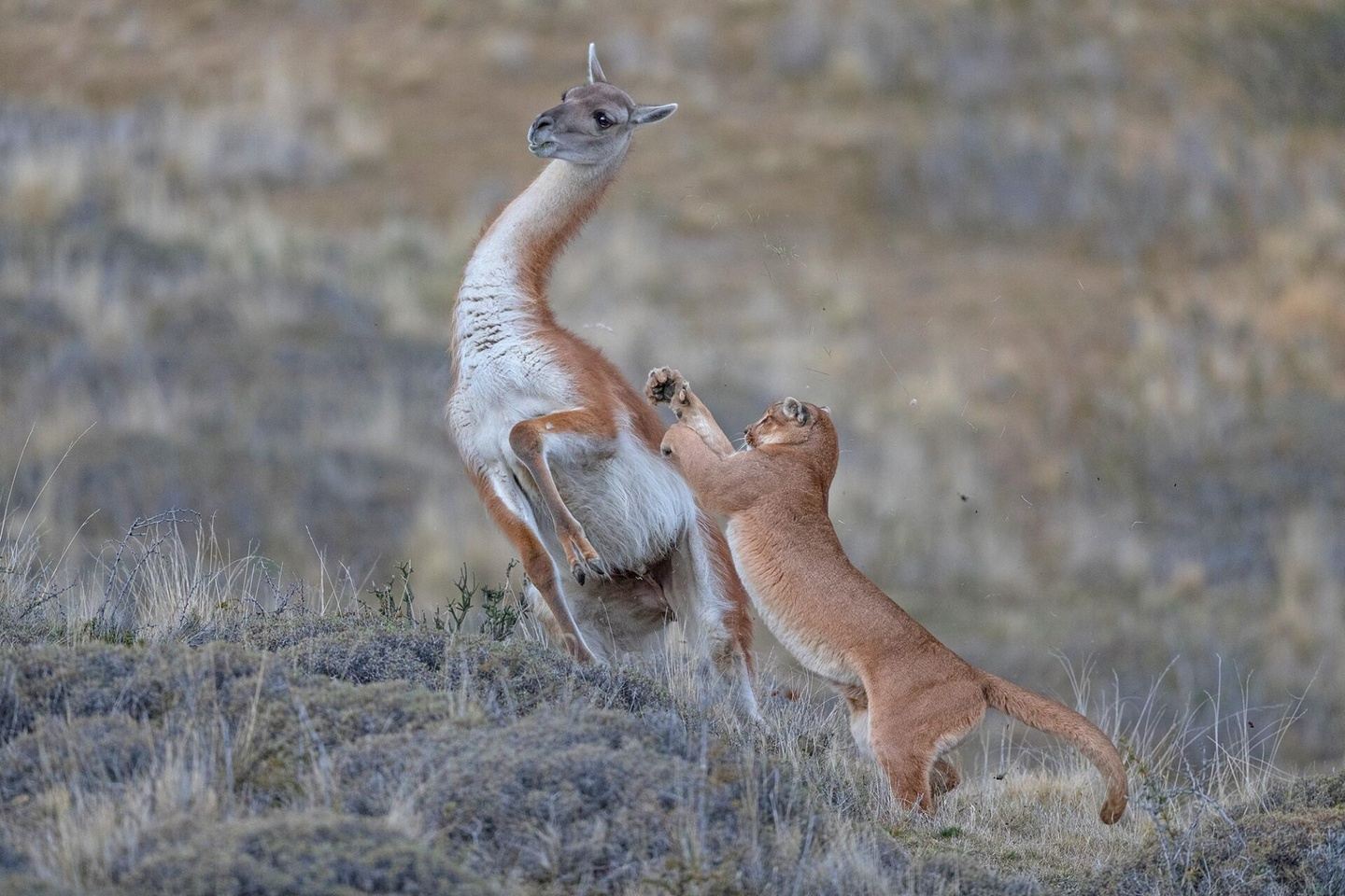 Puma Tracking Safari