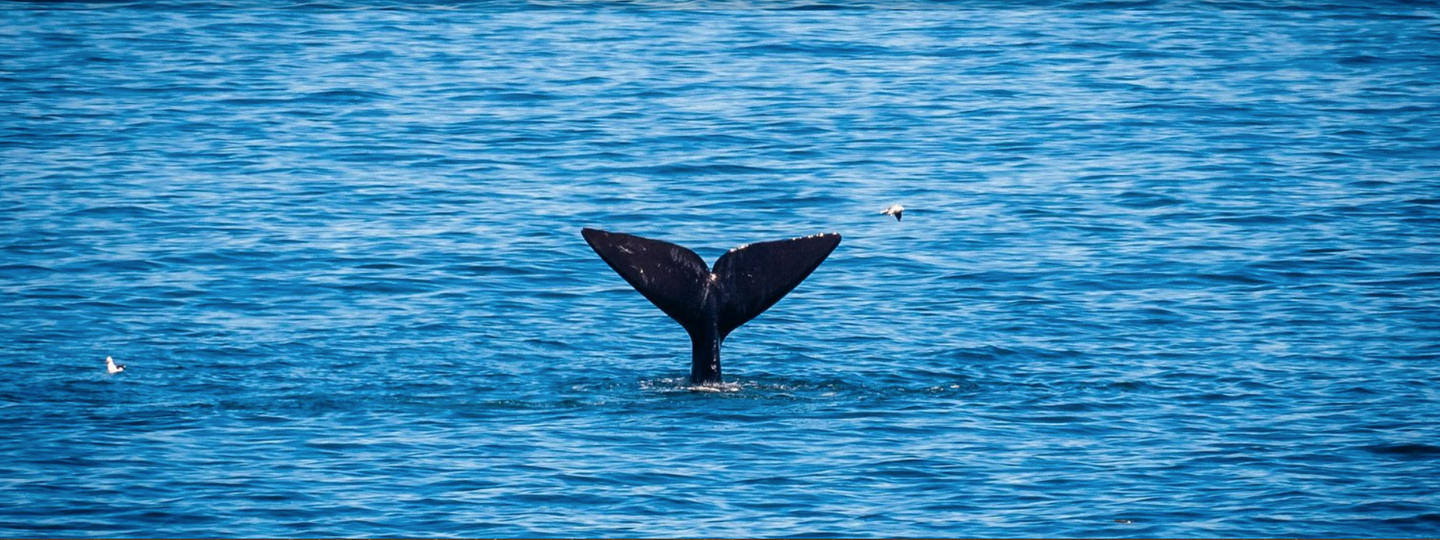 Pilgrimage in the Belly of the Whale & Beyond