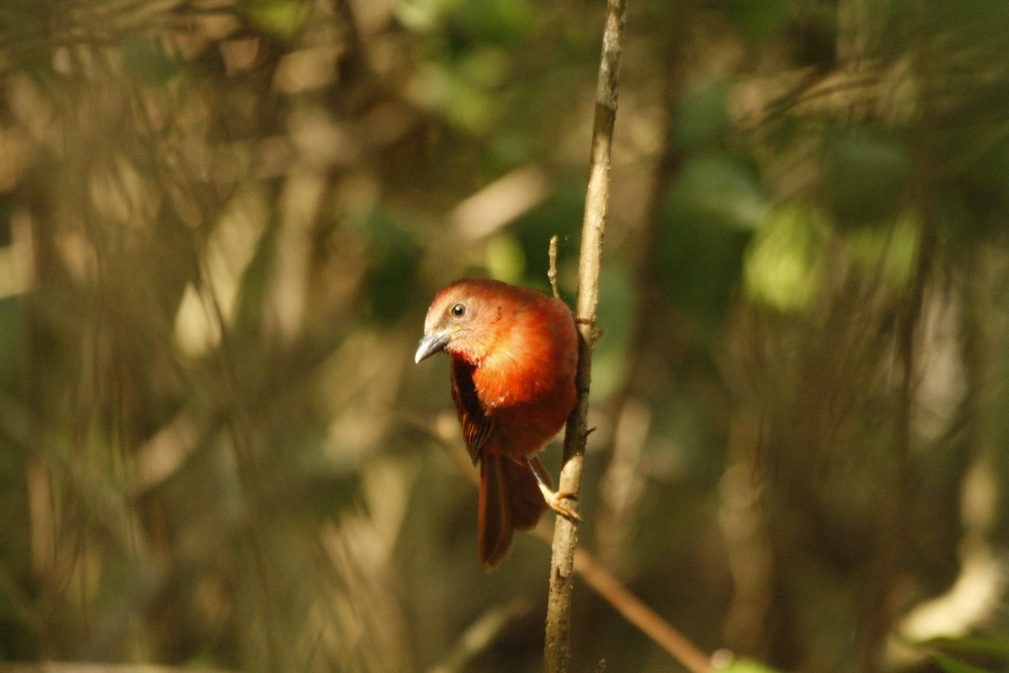 TIKAL, UAXACTUN & LAKE PETEN ITZA "A BIRDING PARADISE"