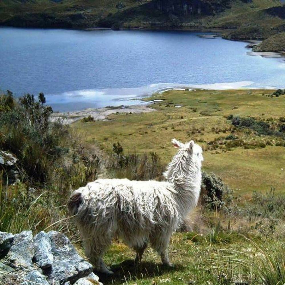 CUENCA - PARQUE NACIONAL CAJAS 2024