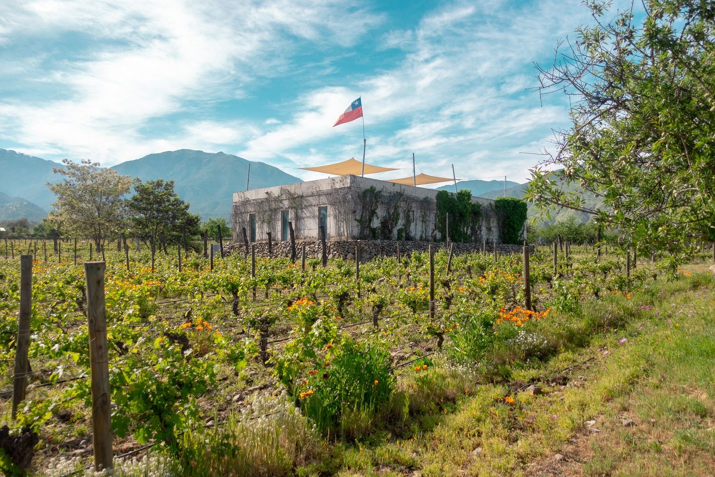 Hidden wineries of Maipo