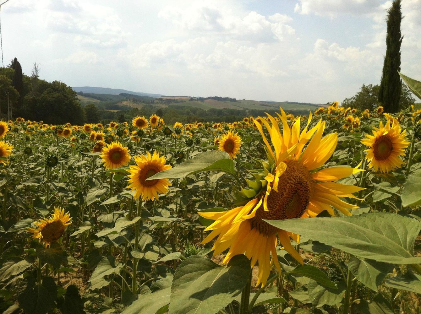 Tuscany Culinary & Wine Tour - October 2021