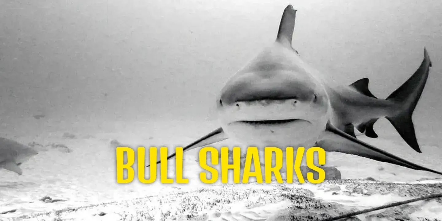 Pasku Dive - Bull Sharks Diving