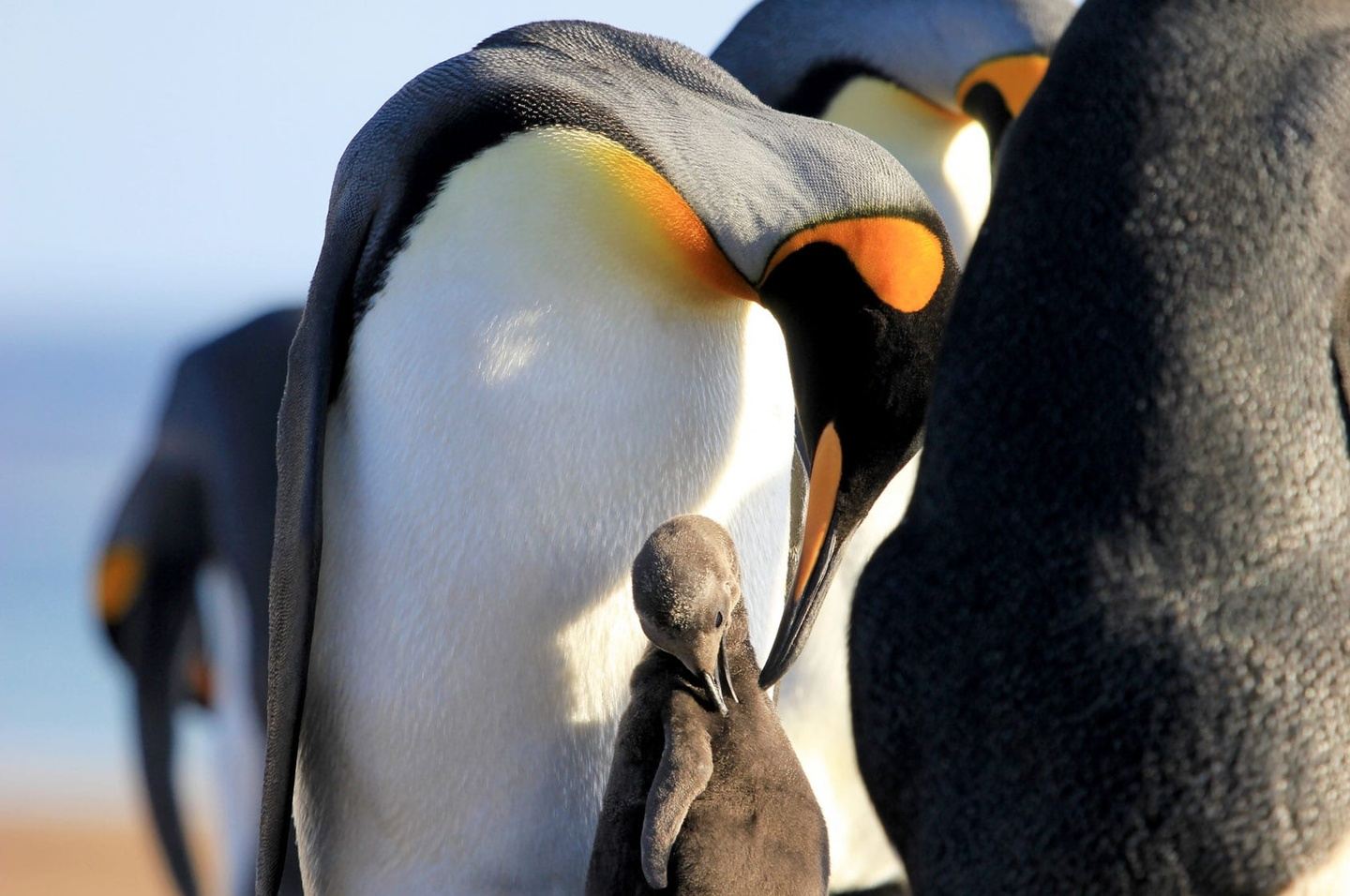 King Penguin & Stromatolites