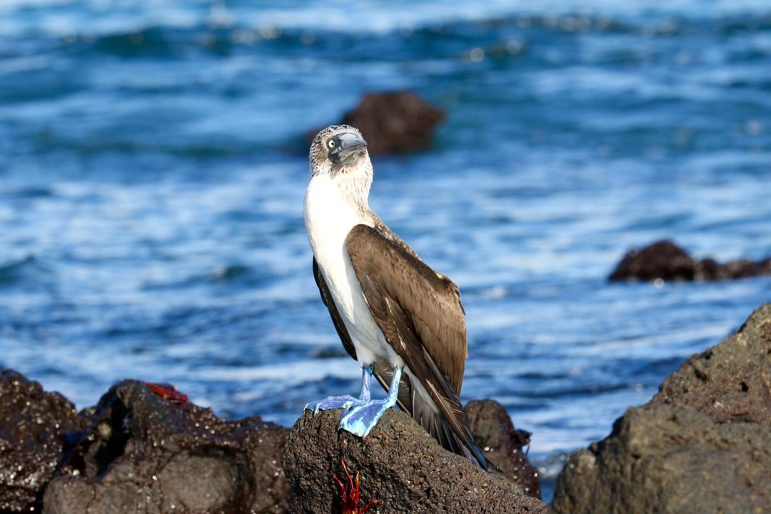 Galapagos Islands Gay Pride Cruise 2024 In Galapagos   0NszG93TZek0KyoLF6Yd