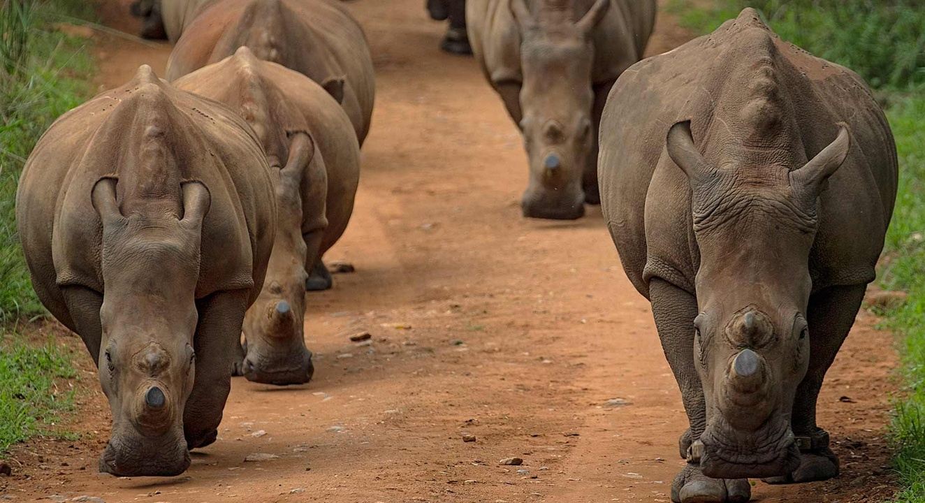 Endangered Species Expedition - July South Africa 2023 in South Africa