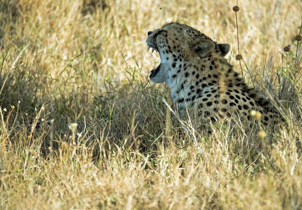 6 Days Majestic private Tanzania big 5 Serengeti safari. in TARANGIRE ...