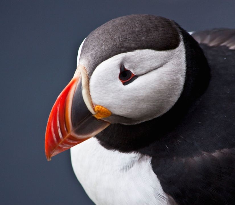 Maine 2024 Acadia Birding Festival + Boreal Species Hotspots in Bar