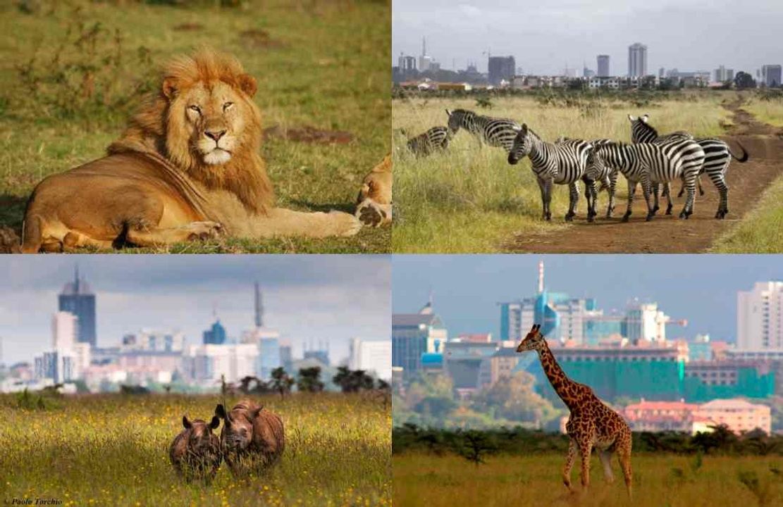 kenia safari 5 tage