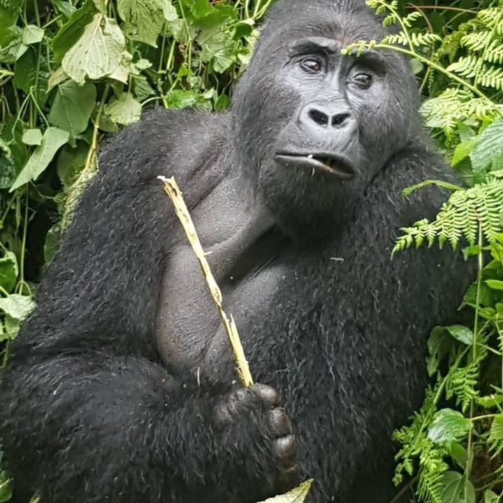1 Day Gorillas trekking in Rwanda in Volcanoes Nationals Park