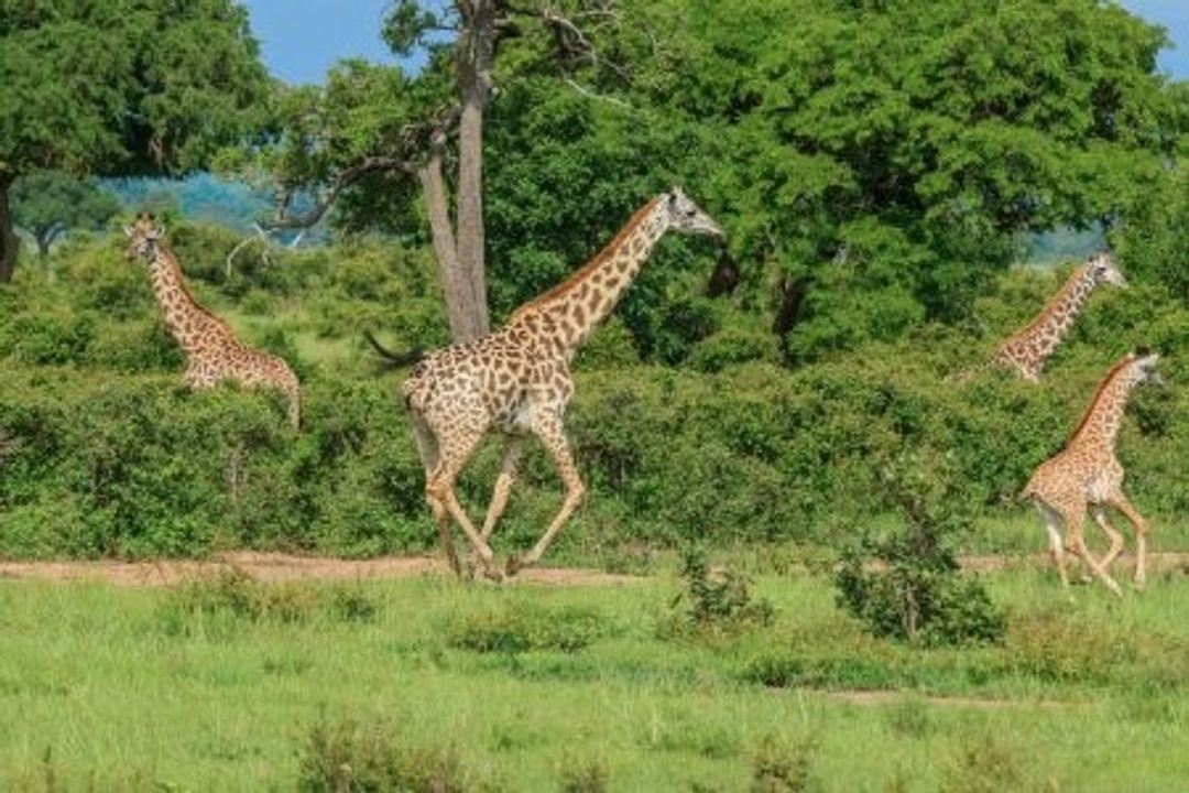 Awesome Tanzania 3 Days safari tour in Serengeti and Ngorongoro Crater.