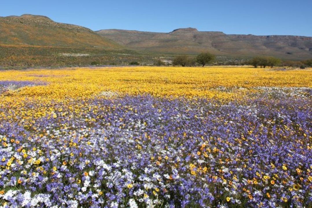 FLOWER CAMP TOUR NAMAQUALAND in Namaqualand, South Africa