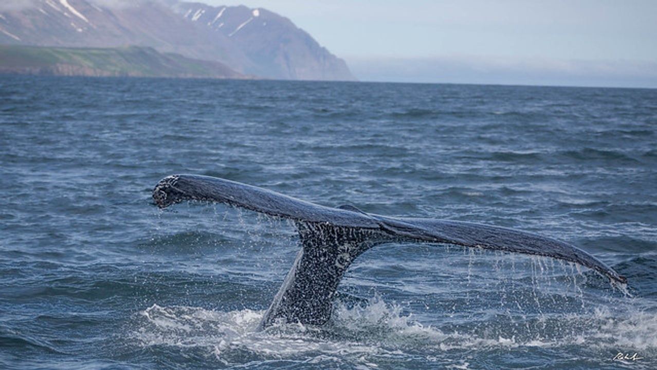 iceland trip in december