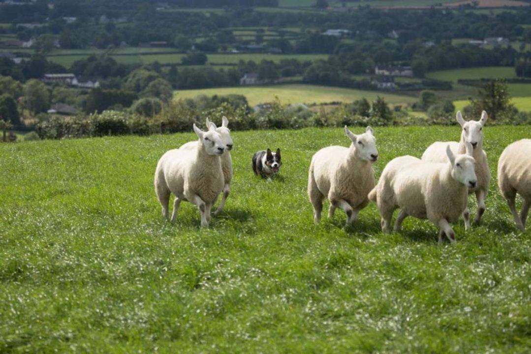 Ireland One Health/Veterinary & Healthcare Journey in Dublin, Ireland