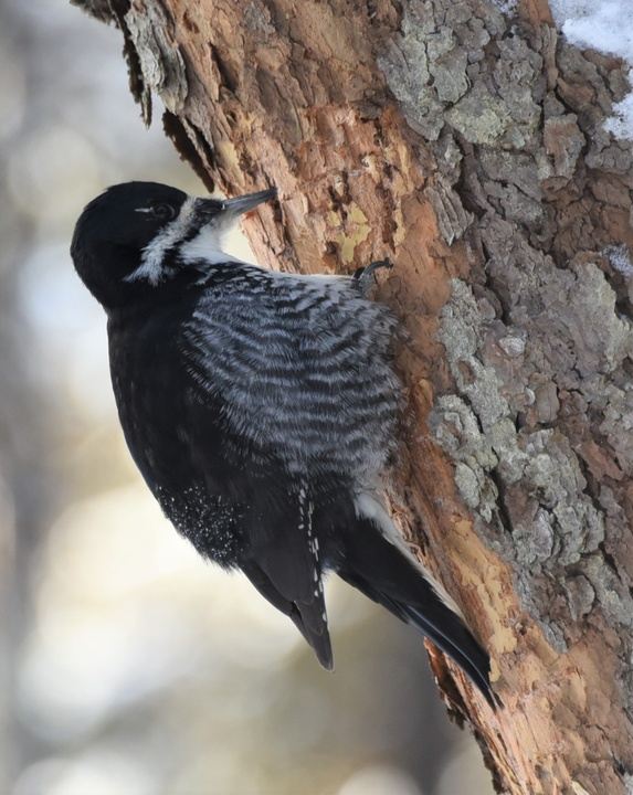 Maine 2024 Acadia Birding Festival + Boreal Species Hotspots in Bar