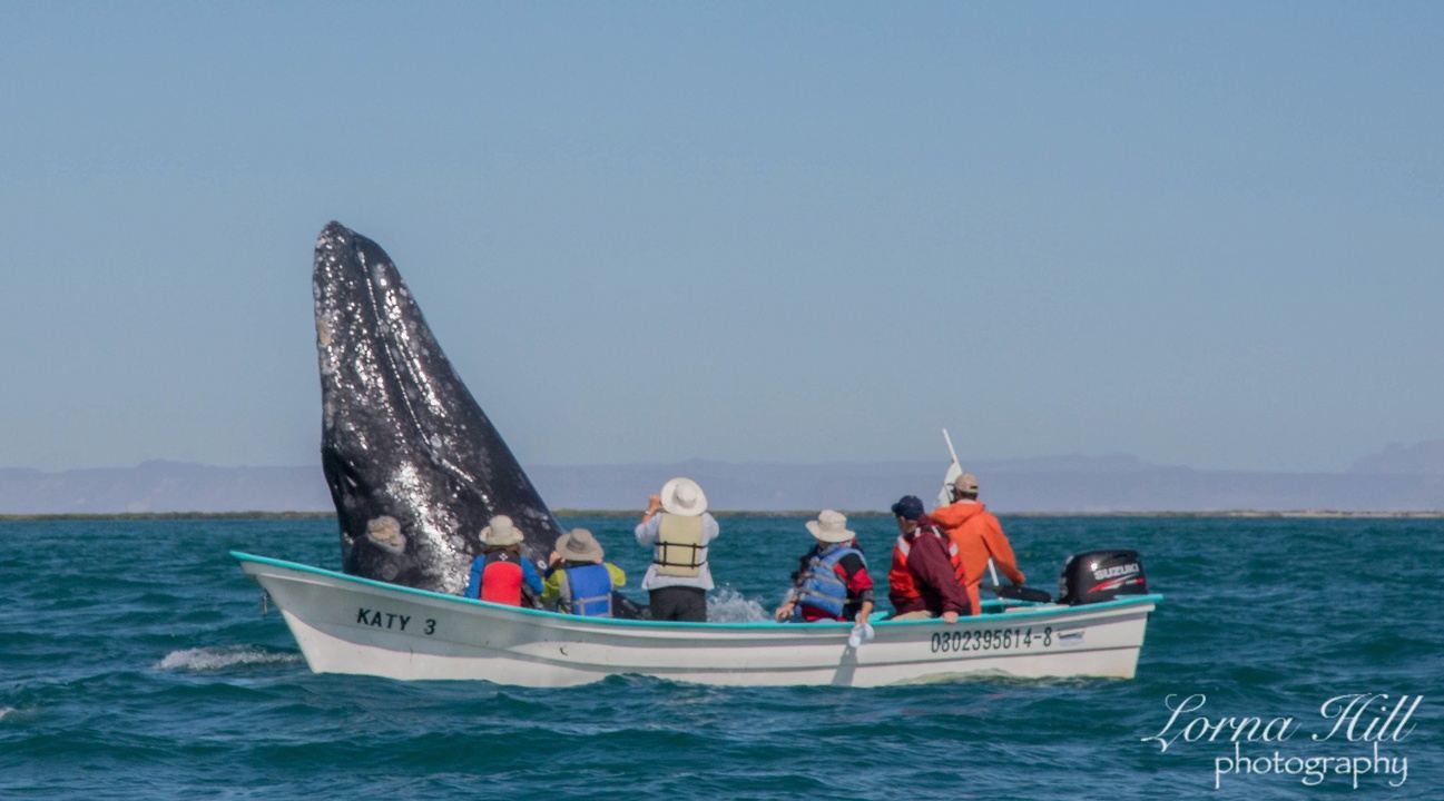 BW3March 25 April 2, 2025 8 Day Big Whale Trip in Campo Cortez