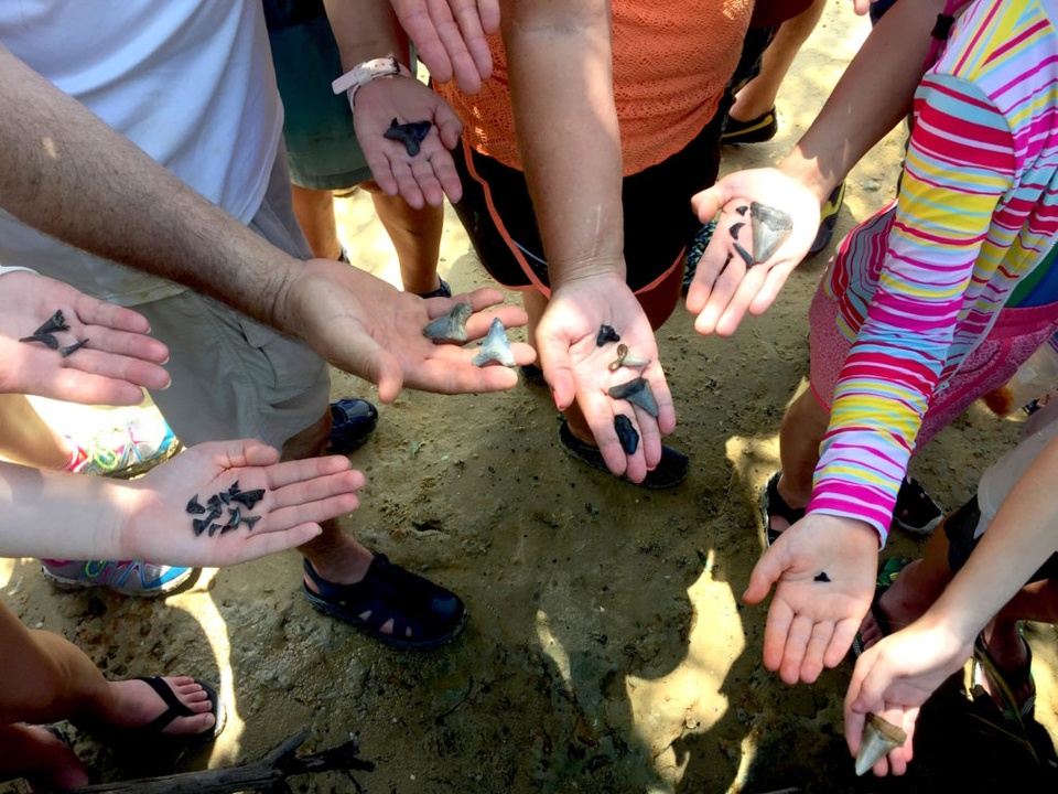 Morris Island Shark Tooth Excursion in Charleston, SC, USA